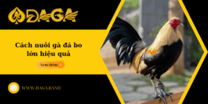 Cách nuôi gà đá bo lớn hiệu quả, giúp gà sung mãn và đá bền đòn
