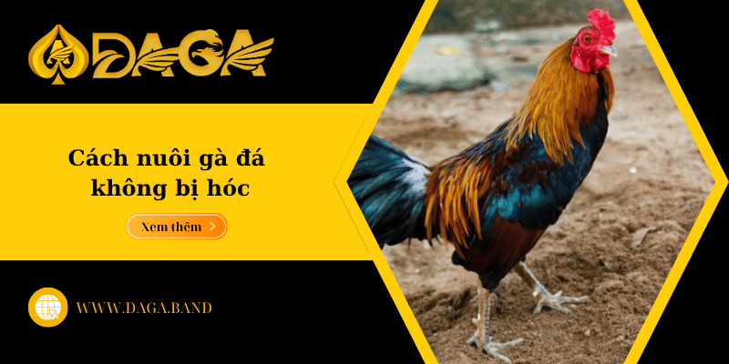 Cách nuôi gà đá không bị hóc – Bí quyết giúp gà khỏe mạnh